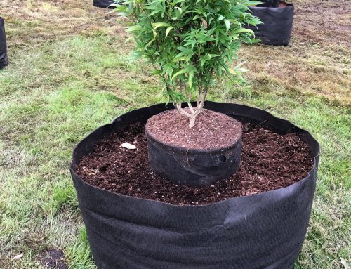 How to Transplant with infinitypots