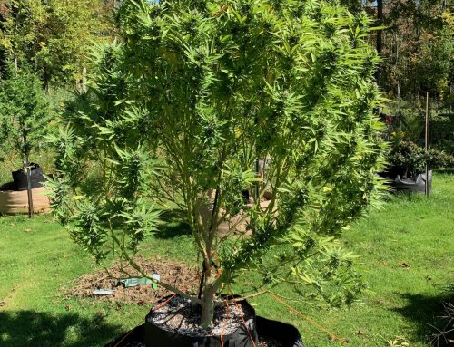 Why you should Transplant your Cannabis Plant