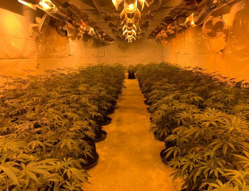 growing and transplanting  cannabis with infinitypot